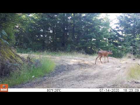 2020 07 14 0623PM 1  bucks