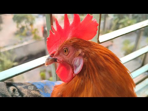 Rooster Is Making Angry Sound When Neighbour's Pigeons Fly || Angry Rooster