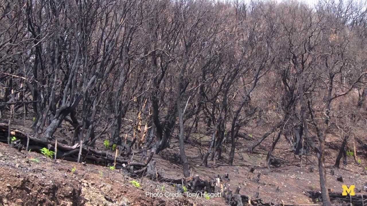 How wildfires affect climate