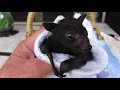 The Wide Eyed Wonder Of Baby Bats