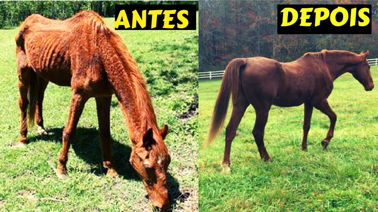 COMO VERMIFUGAR UM CAVALO - REMEDIO DE VERMES PARA POTROS E CAVALOS