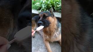 German Shepherd eats ice cream