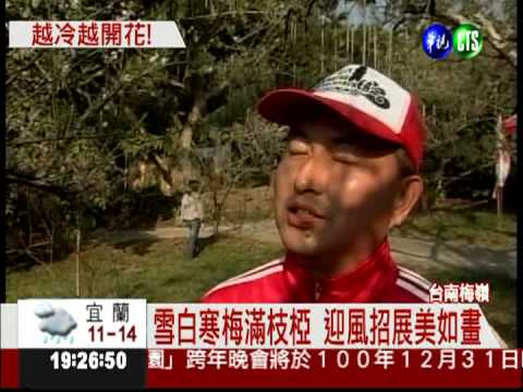 越冷越開花! 梅嶺梅花季開鑼