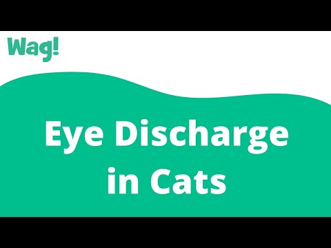 Eye Discharge in Cats | Wag!