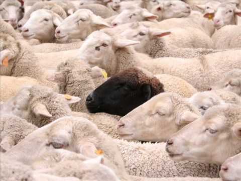 Balas Blancas video