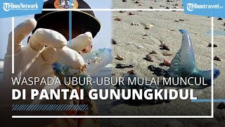 Waspada saat Liburan ke Tempat Wisata Pantai di Gunungkidul, Ubur-ubur Muncul & Menyengat Wisatawan