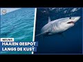‘Zeer grote kans om haai tegen te komen langs Nederlandse kust'