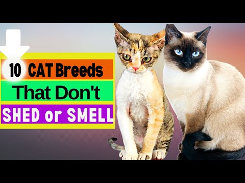 10 Cat Breeds That Don't Shed Or Smell / Hypoallergenic Cats? What Cat Professionals Say About them