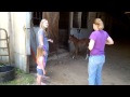 Foal Cries Mom Comes Running