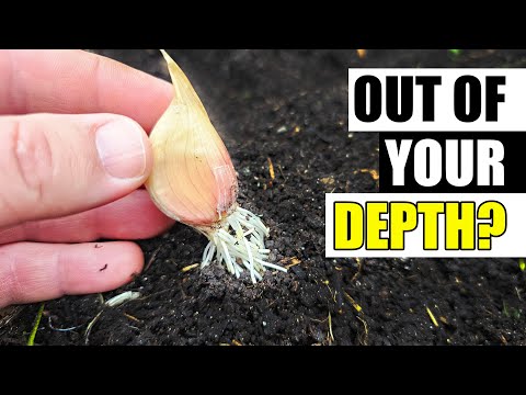 How To Grow An Onion From An Onion Bottom 2019