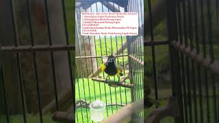 Download lagu Manfaat Air Gula Untuk Burung Sogok Ontong #birds #burung #sogokotong #kolibrininja #kicaumania mp3