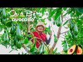 Harvest Avocado Fruit Goes To Market Sell - Cooking, Gardening | Lucia Daily Life