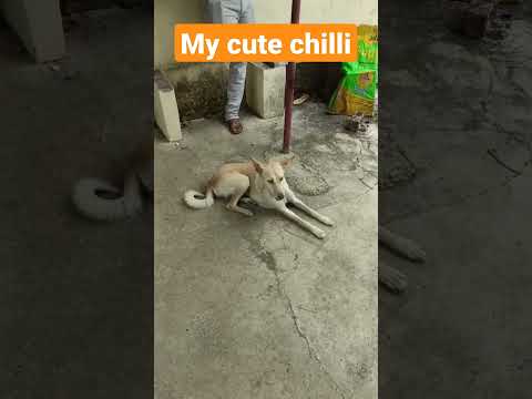 my cute chilli 💘#dogs #doglover  #shots #viralvideo