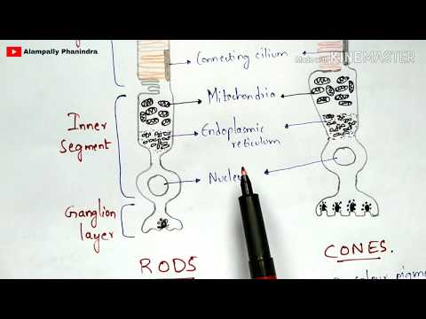 Typhoid fever Salmonella typhi Causes symptoms diagnosis treatment Bio science