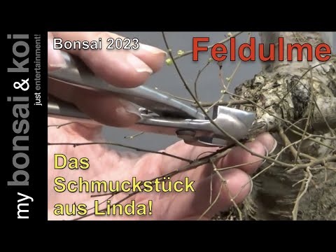 Bonsai 2023-25 - Feldulme - Ulmus minor - das Schmuckstück aus Linda