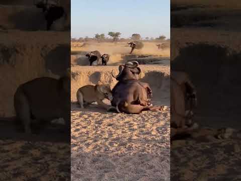 Lioness Attacks Sheep on the Back, Flock Fights Back to Save One of Their Own! Epic Battle in the