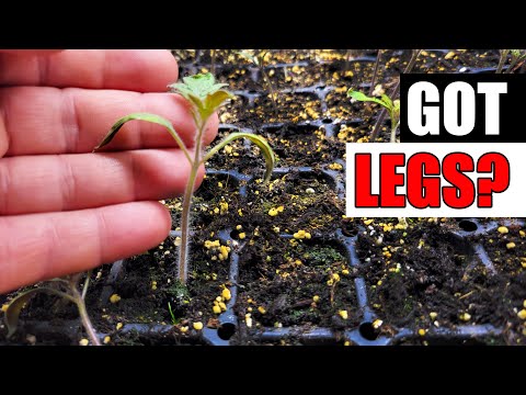 Solutions To Blossom End Rot In Tomatoes etc