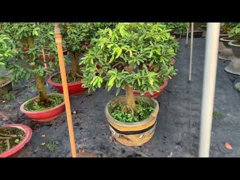 Cách khắc phục vàng lá, ko đi đọt, không bắt phân trên cây mai vàng(28.3)| Mai vàng thuận