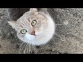 Cute Tuxedo Gray Cat Turned Out To Be Hungry
