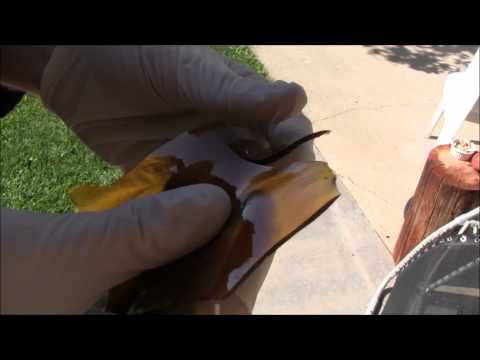 Sharks Breath Shatter