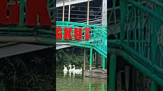 Museum angkut Malang, liat angsa renang gitu asyik bgt yak #shorts #videoshorts #dwirosanti