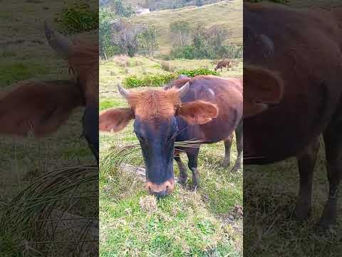 la belleza santander vereda campo hermoso