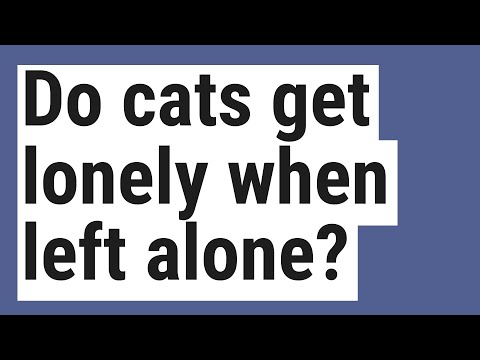 Do cats get lonely when left alone?