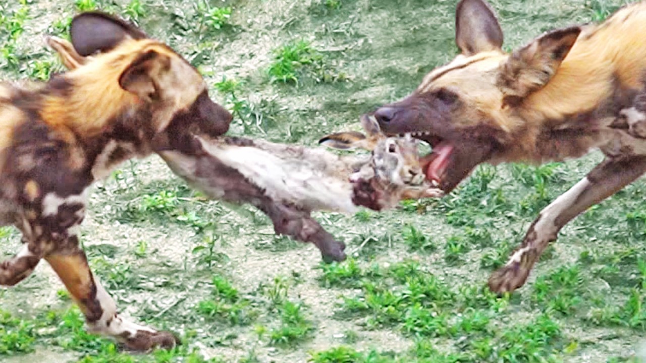 Wild Dogs Tear Bunny in Half