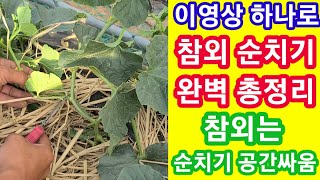 참외는 순치기 공간싸움 완벽총정리  빨리따고 많이따는법  텃밭농부 참외순치는방법,순지르기,순막기,재배방법,정…