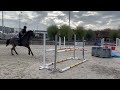 Mare BWP Belgian Warmblood For sale 2013 Bay