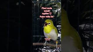 Download lagu pleci bustomi gacor dorr #plecigacor mp3