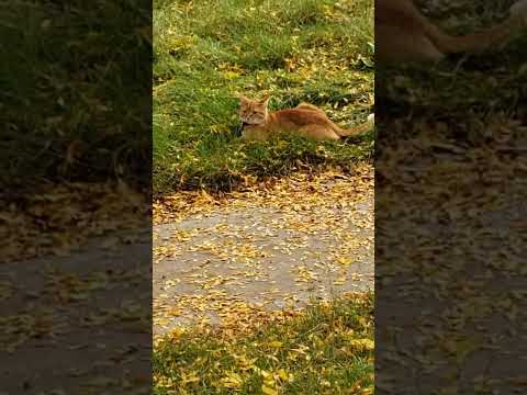 October 7, 2021 Kitty and Yashin