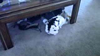 Cody my baby bunny 2007- 2012 R.I.P