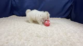 マルチーズの動画01