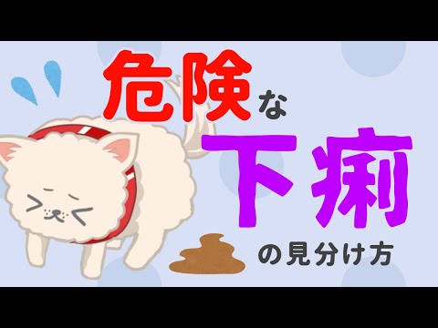 血の混じった下痢をした犬のための家庭療法