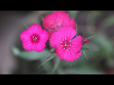 Photography of Flower_by Sarwar Preetom