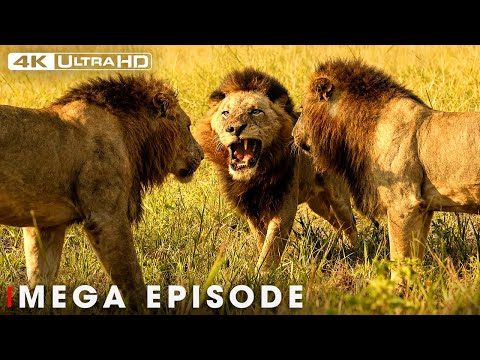 Deadliest Lion: Survival Within the Pride | Nature Animal Documentary