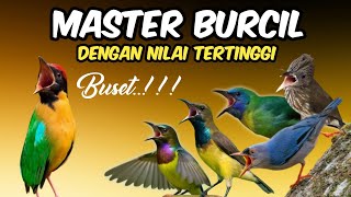 Download lagu Menang mutlak !! MASTERAN BURCIL FULL TEMBAKAN SUPER MEWAH‼️ mp3