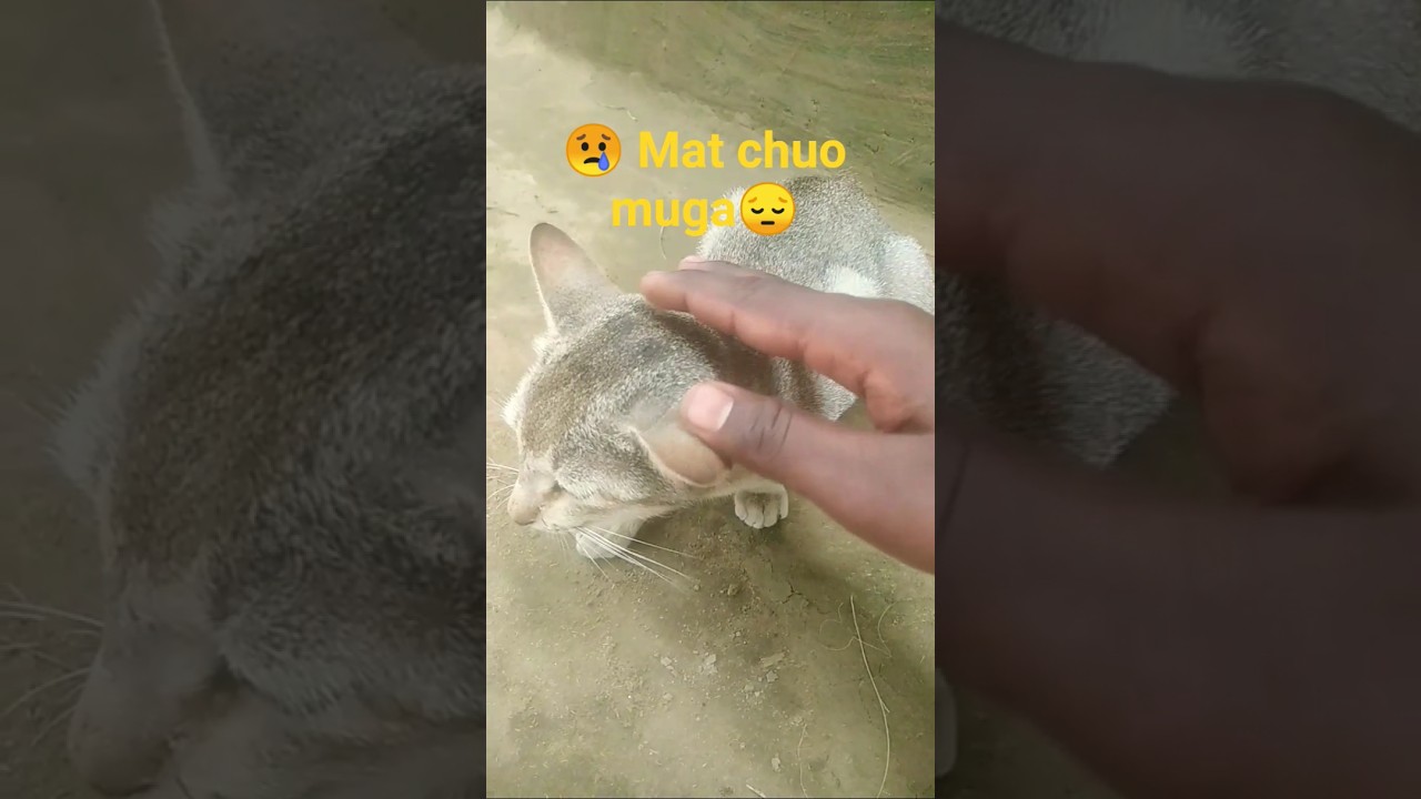 #cats