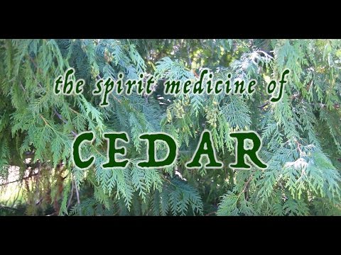 , title : 'The Spirit Medicine of Cedar'