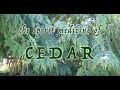 The Spirit Medicine Of Cedar