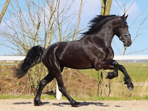 Stal Okkema's Ludse - Tjebbe x Felle - Stallion - 2019 - 1.63m