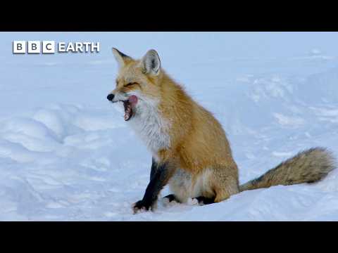 Fox vs Ice: Yellowstone's Frozen Hunt for Survival | Great American Thaw | BBC Earth
