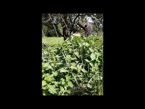 in unserem Garten Mättig Neusatz