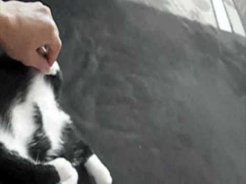 Shanti - The sweetest cat of the world