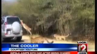 The Cooler: Antelope Escape Route