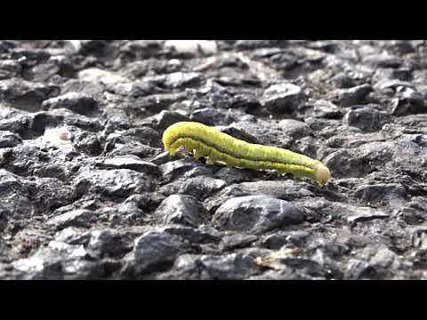 Angle shades moth - caterpillar (Krokiewka lękliwica - gąsienica)
