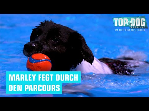 He's losing his bearings 😳 | Top Dog Germany