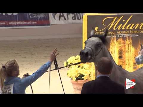 N.116 NAYYER ALBADEIA - Milan 2016 - Class Egyptian Colts