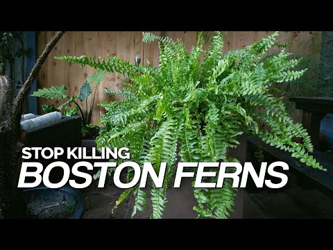 , title : 'Stop Killing Your Boston Ferns! Full Care Guide'